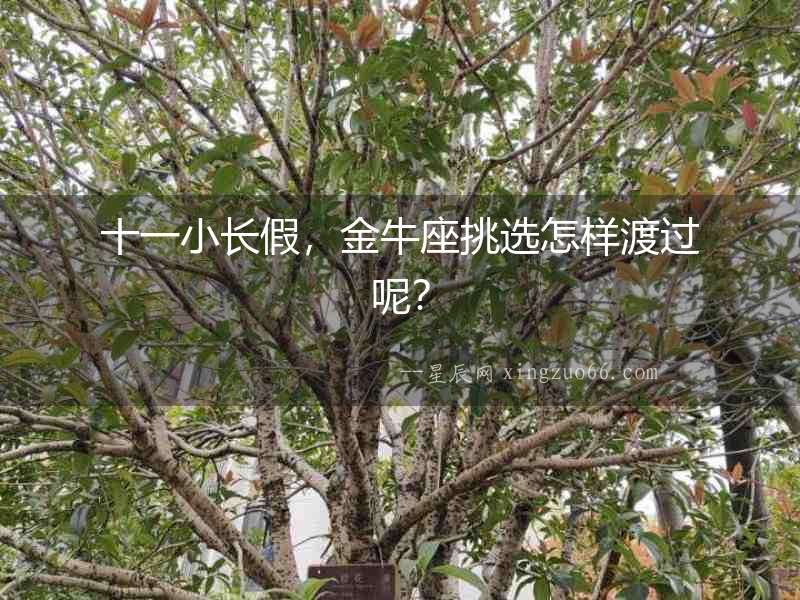 十一小長(zhǎng)假，金牛座挑選怎樣渡過(guò)呢？