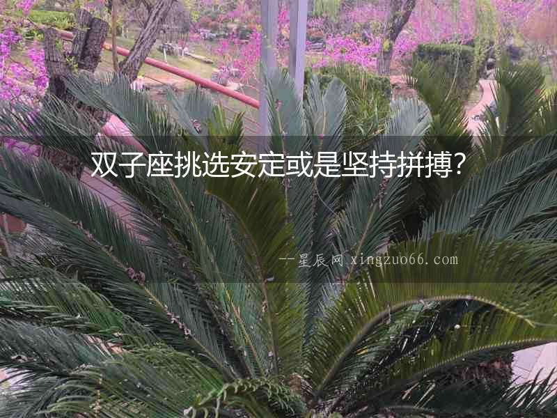 雙子座挑選安定或是堅持拼搏？