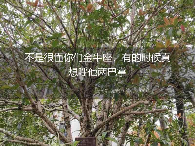 不是很懂你們金牛座，有的時候真想呼他兩巴掌