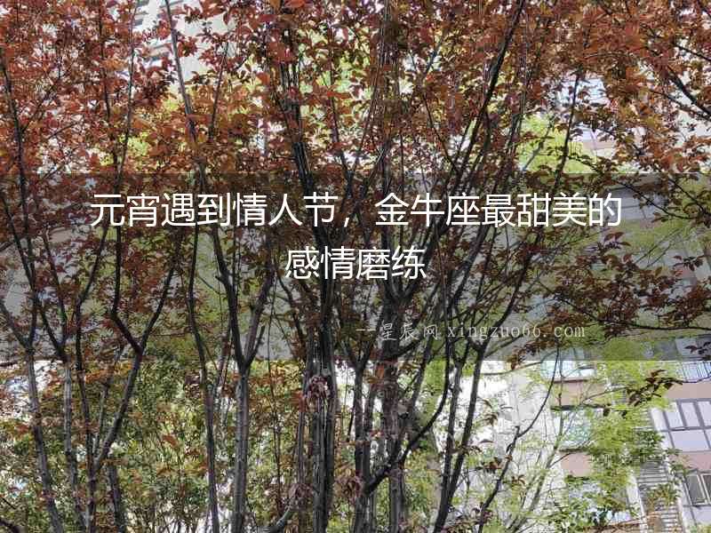 元宵遇到情人節，金牛座最甜美的感情磨練