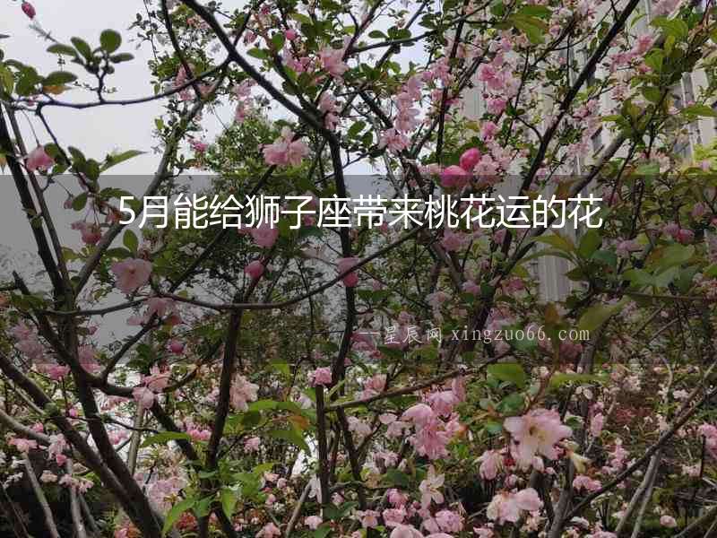 5月能給獅子座帶來桃花運的花