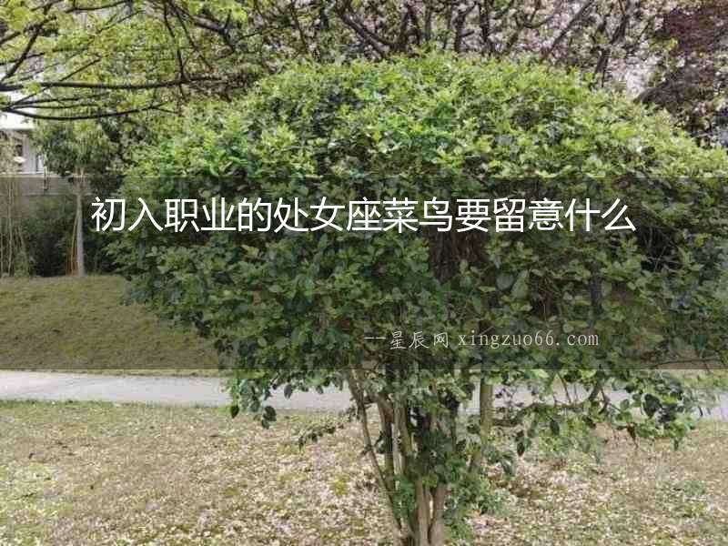初入職業的處女座菜鳥要留意什么