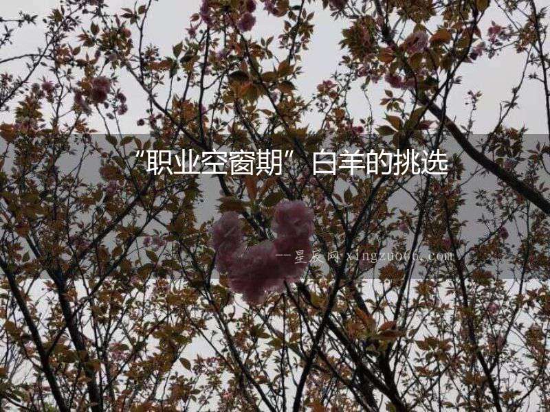 “職業(yè)空窗期”白羊的挑選