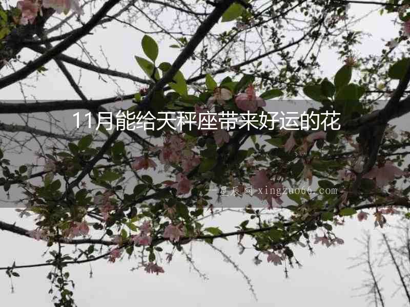 11月能給天秤座帶來好運(yùn)的花
