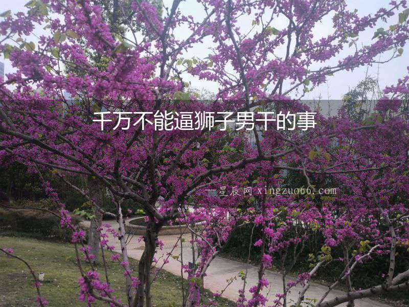 千萬(wàn)不能逼獅子男干的事