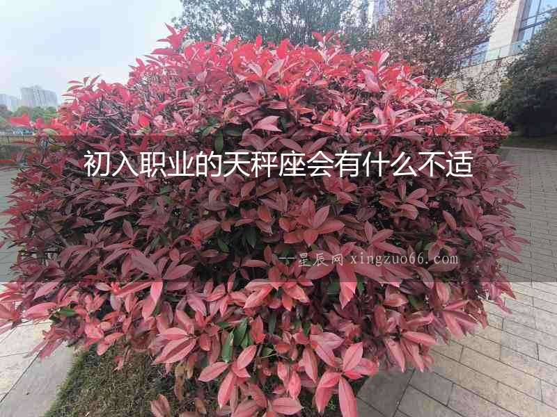 初入職業的天秤座會有什么不適