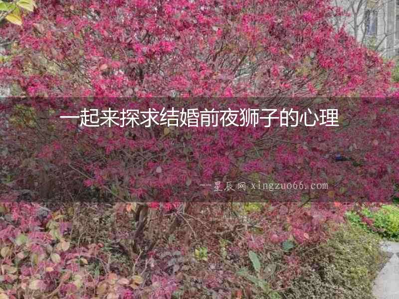 一起來探求結婚前夜獅子的心理