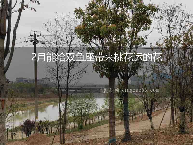 2月能給雙魚座帶來桃花運(yùn)的花