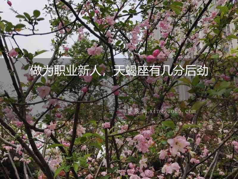 做為職業(yè)新人，天蝎座有幾分后勁