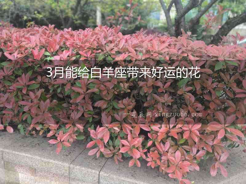 3月能給白羊座帶來好運的花