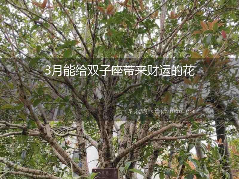 3月能給雙子座帶來財(cái)運(yùn)的花