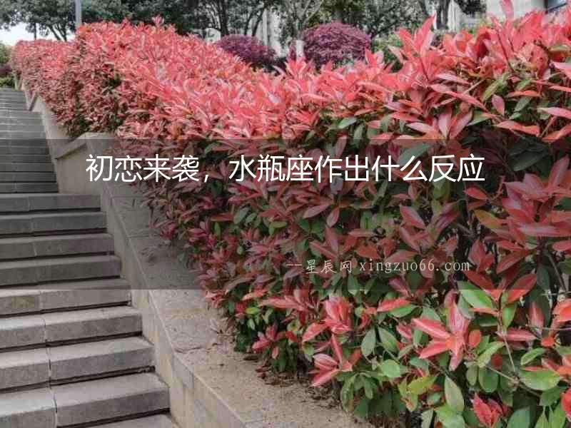 初戀來襲，水瓶座作出什么反應