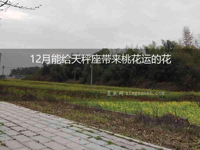 12月能給天秤座帶來桃花運的花