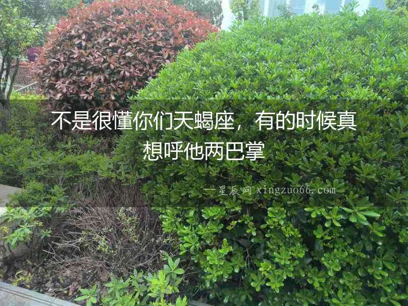 不是很懂你們天蝎座，有的時(shí)候真想呼他兩巴掌