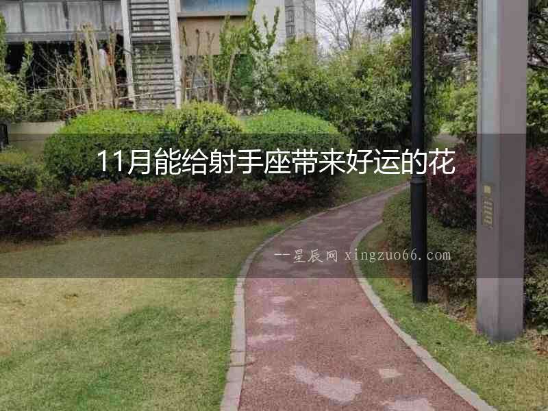 11月能給射手座帶來好運(yùn)的花