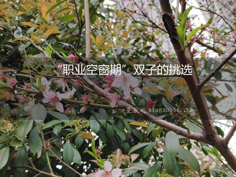 “職業空窗期”雙子的挑選