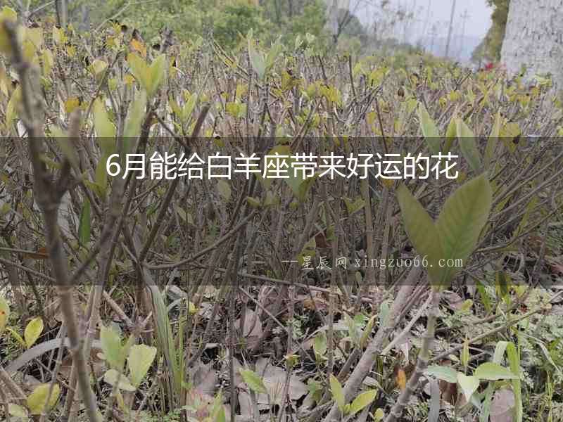 6月能給白羊座帶來好運的花