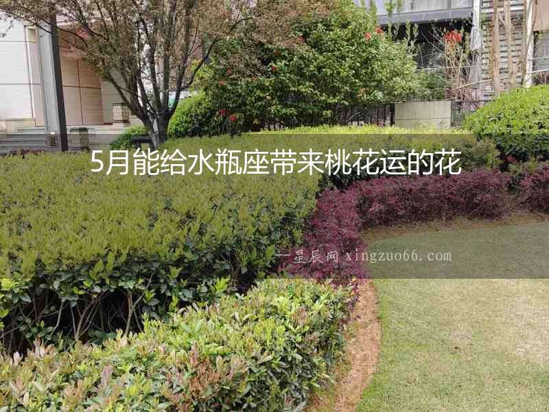 5月能給水瓶座帶來桃花運的花