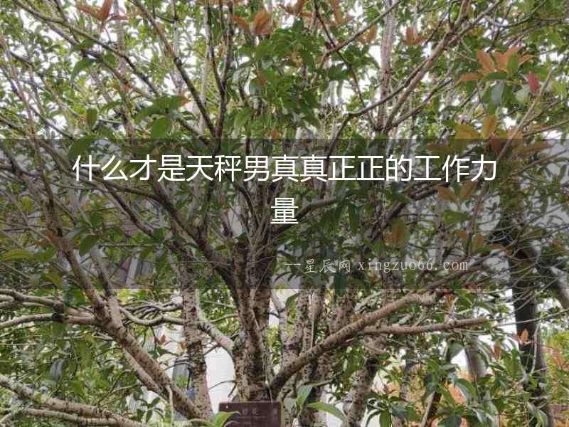 什么才是天秤男真真正正的工作力量