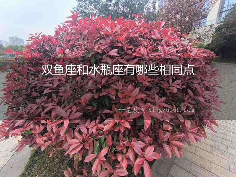 雙魚(yú)座和水瓶座有哪些相同點(diǎn)