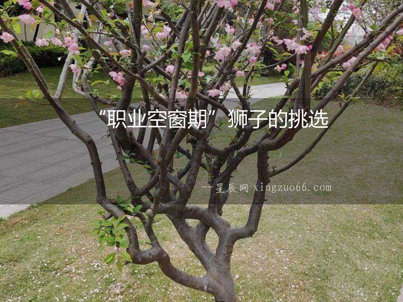 “職業(yè)空窗期”獅子的挑選