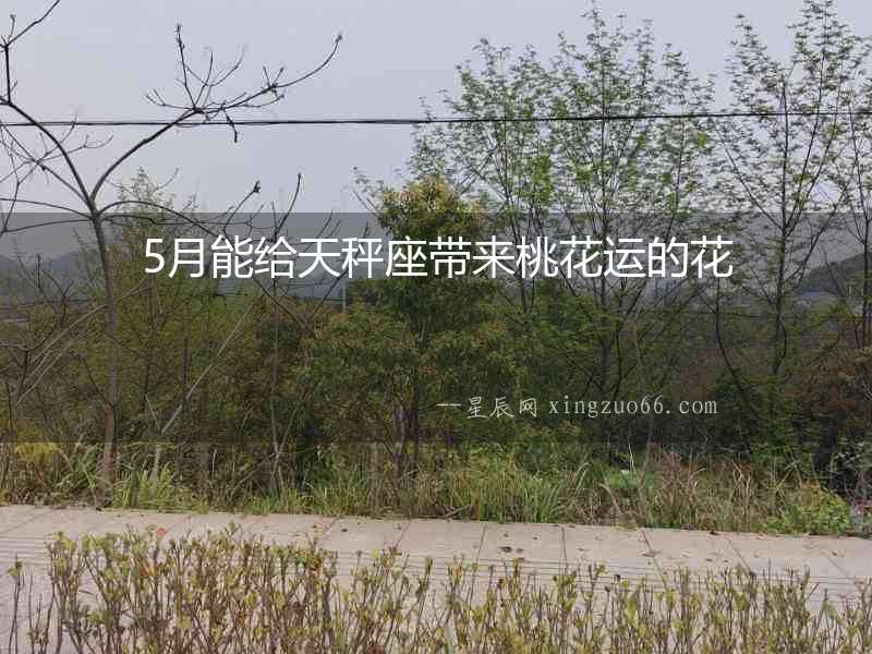 5月能給天秤座帶來桃花運的花