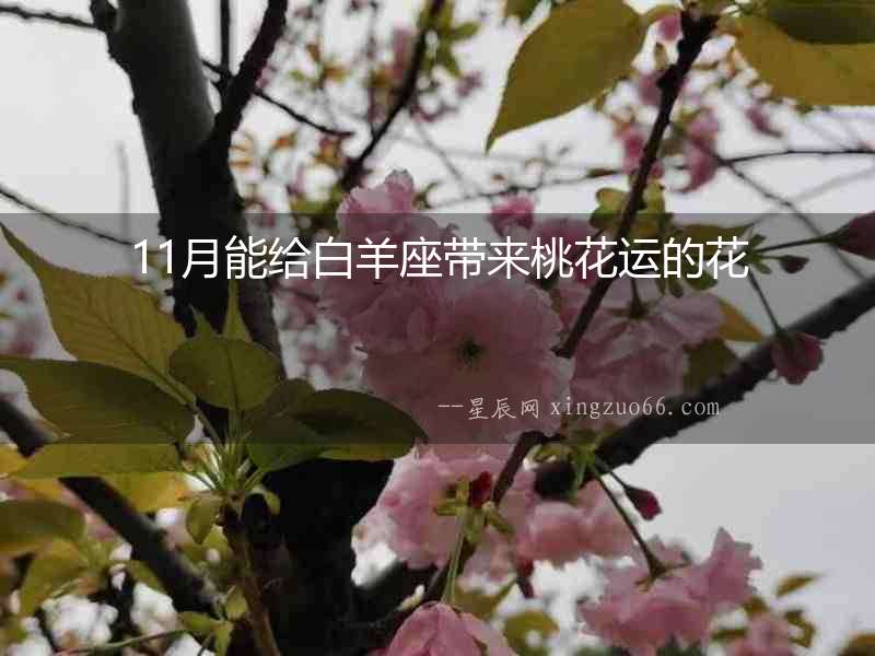 11月能給白羊座帶來桃花運的花