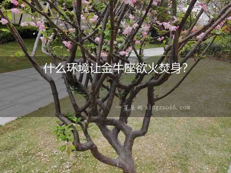 什么環境讓金牛座欲火焚身？