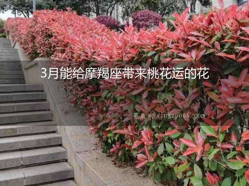 3月能給摩羯座帶來(lái)桃花運(yùn)的花