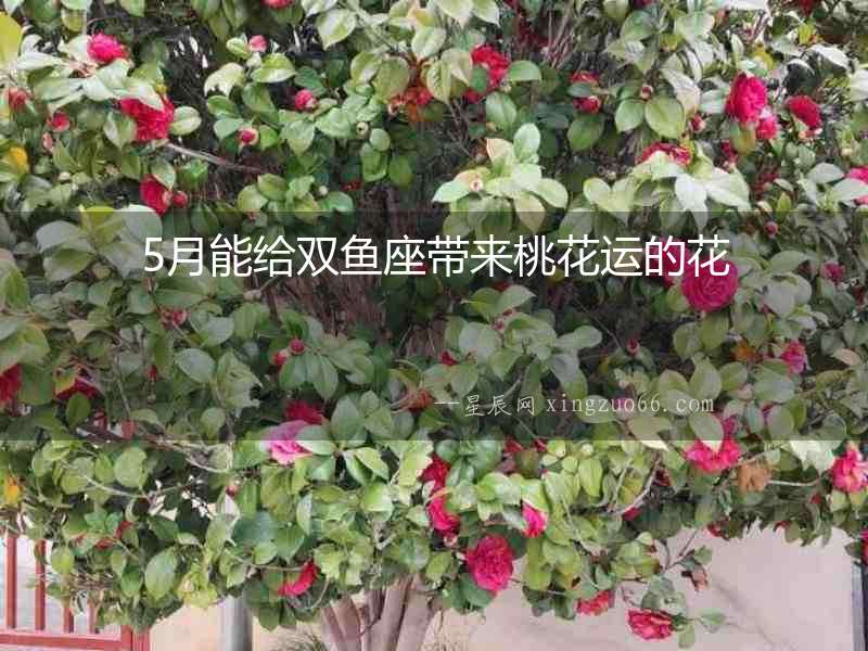 5月能給雙魚座帶來桃花運的花
