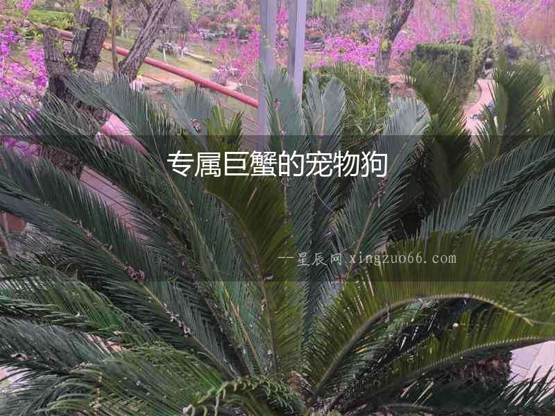 專屬巨蟹的寵物狗
