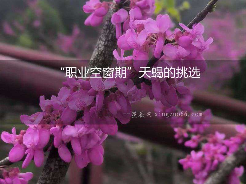 “職業(yè)空窗期”天蝎的挑選