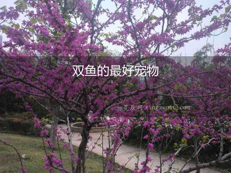雙魚(yú)的最好寵物