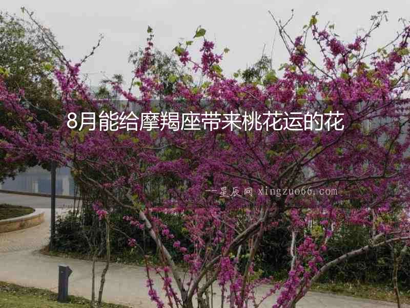 8月能給摩羯座帶來桃花運的花