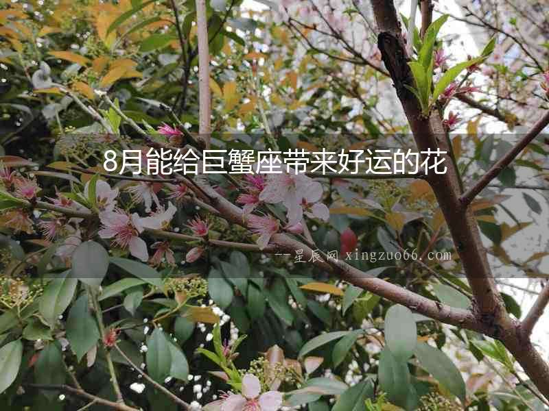 8月能給巨蟹座帶來(lái)好運(yùn)的花