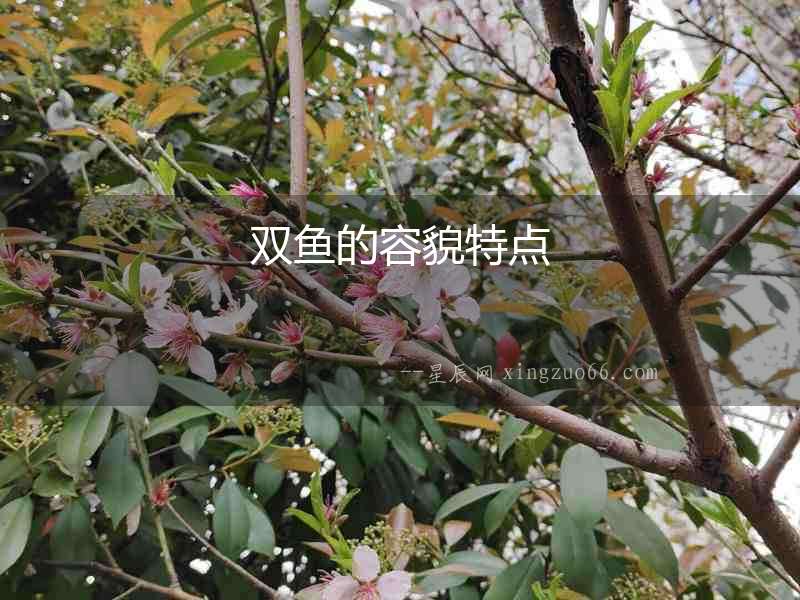 雙魚的容貌特點(diǎn)
