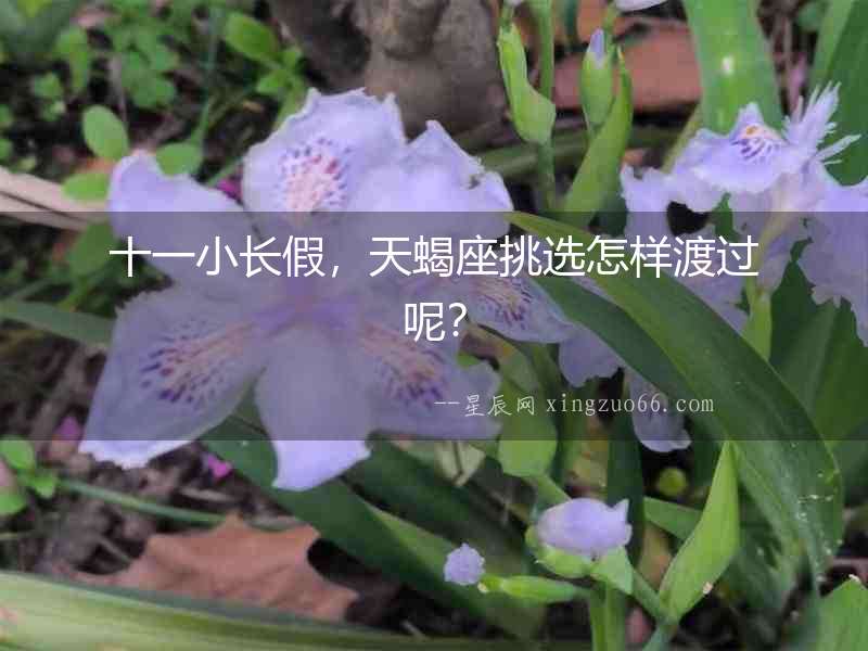 十一小長假，天蝎座挑選怎樣渡過呢？