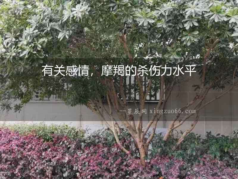 有關感情，摩羯的殺傷力水平