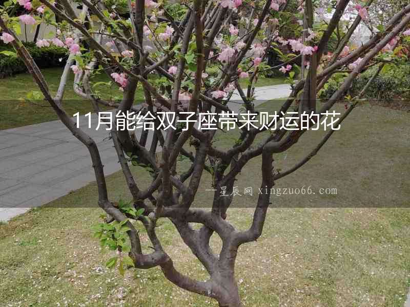 11月能給雙子座帶來財運的花