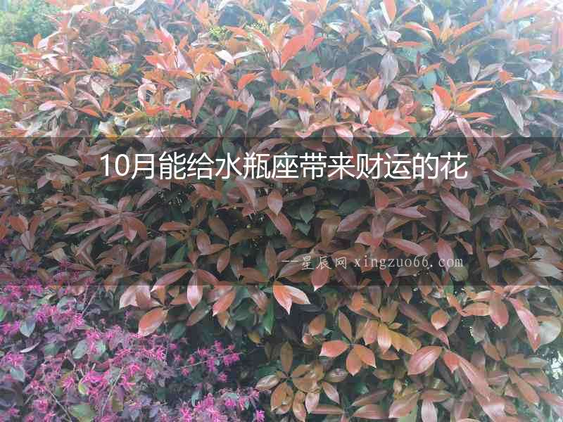 10月能給水瓶座帶來財運的花