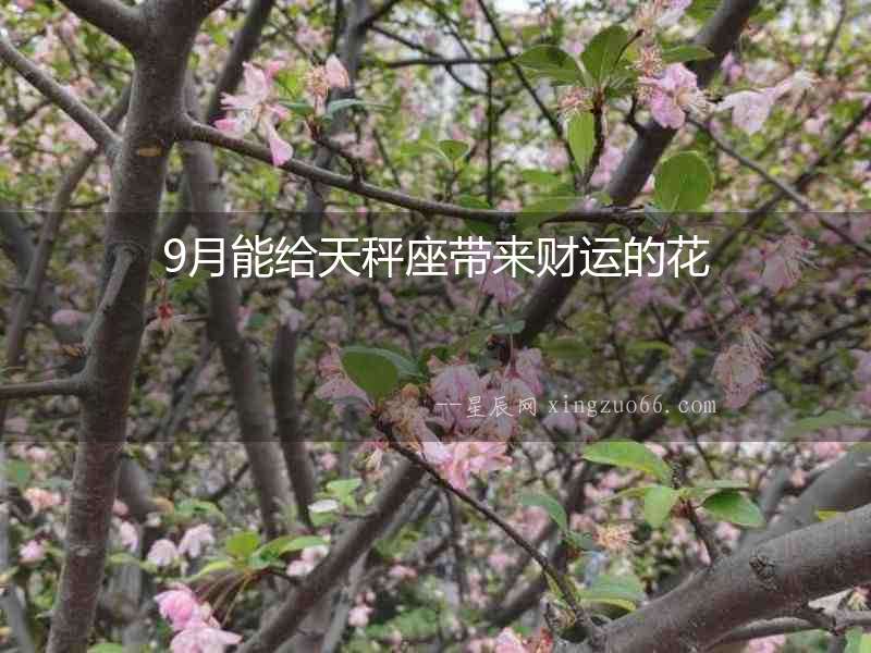 9月能給天秤座帶來財運的花