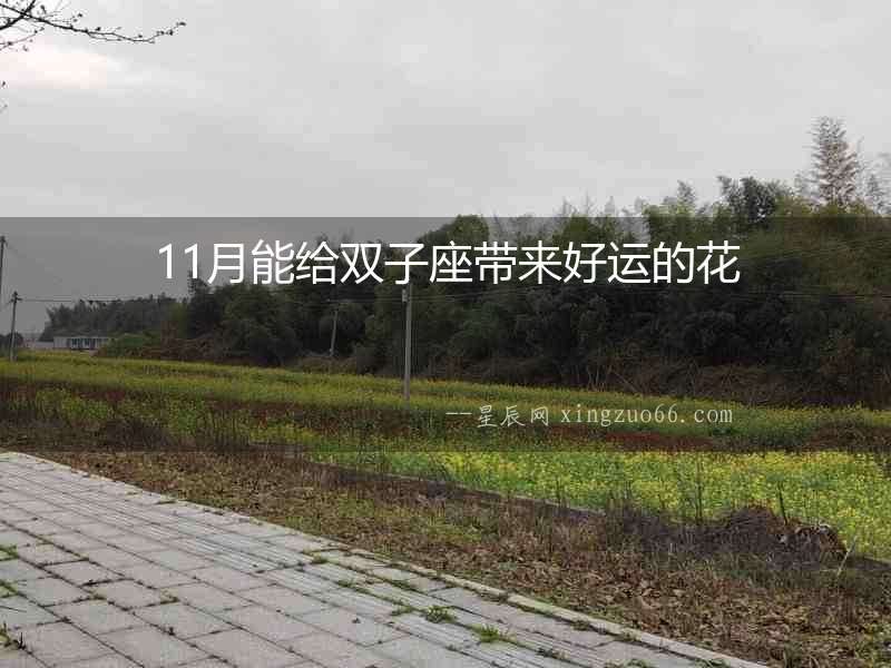 11月能給雙子座帶來好運的花