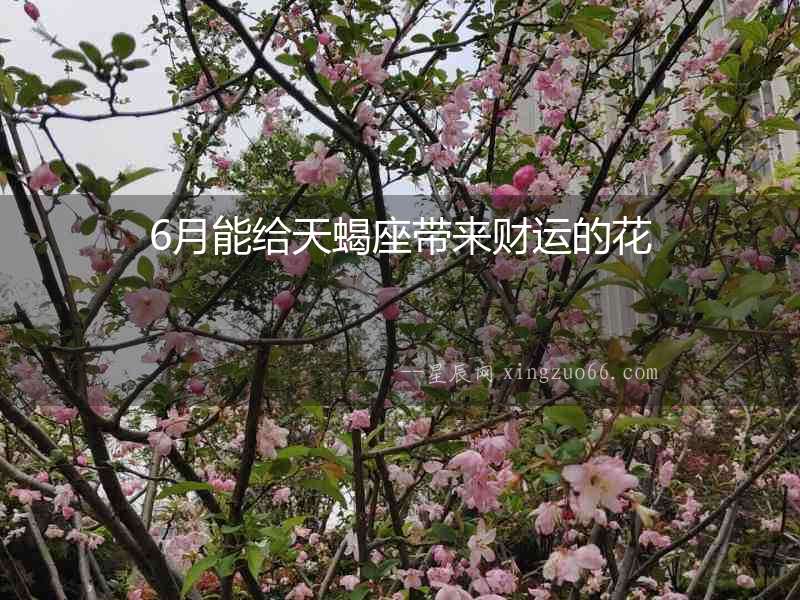 6月能給天蝎座帶來財運的花