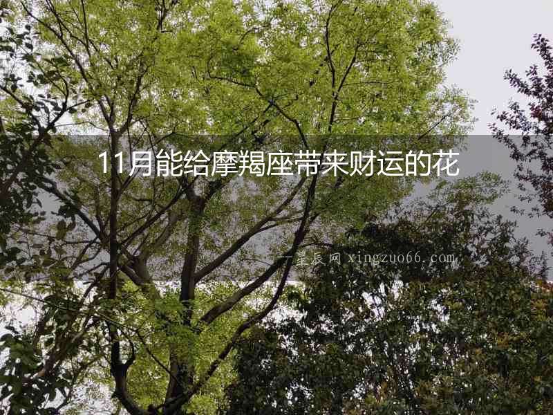 11月能給摩羯座帶來財(cái)運(yùn)的花
