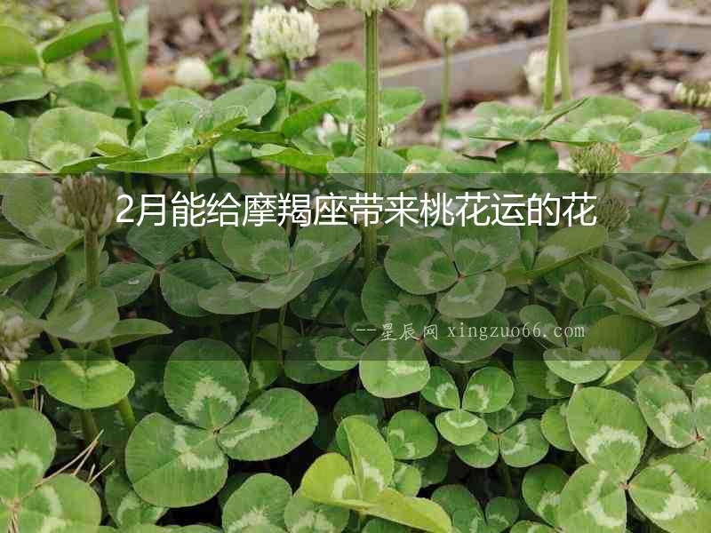 2月能給摩羯座帶來桃花運(yùn)的花