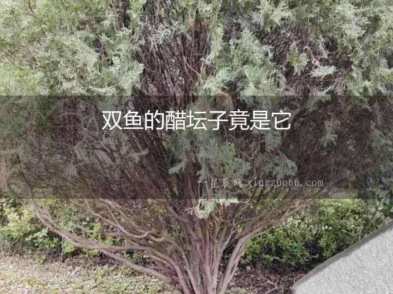 雙魚(yú)的醋壇子竟是它