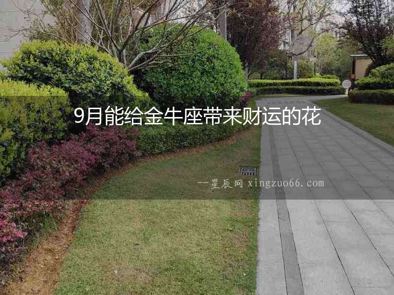 9月能給金牛座帶來財運的花