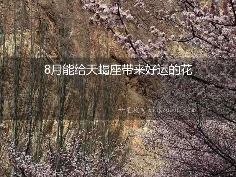 8月能給天蝎座帶來好運的花