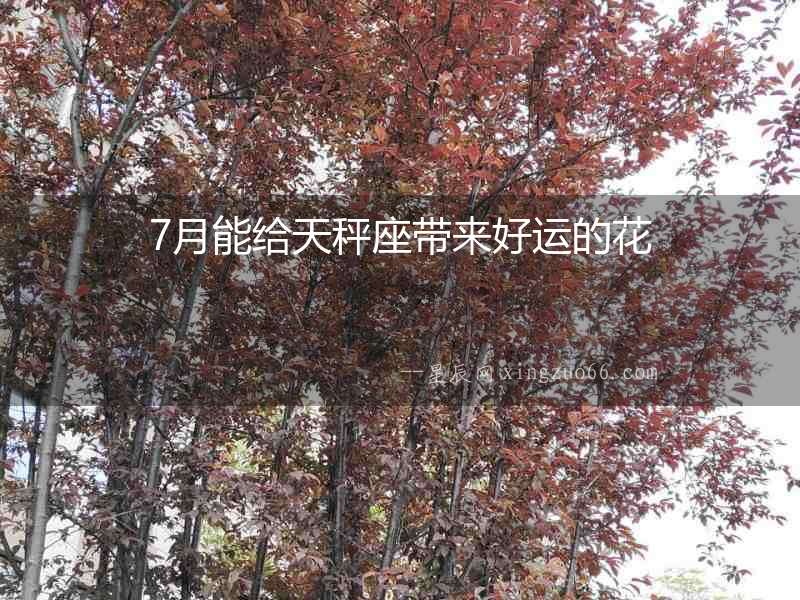 7月能給天秤座帶來好運的花