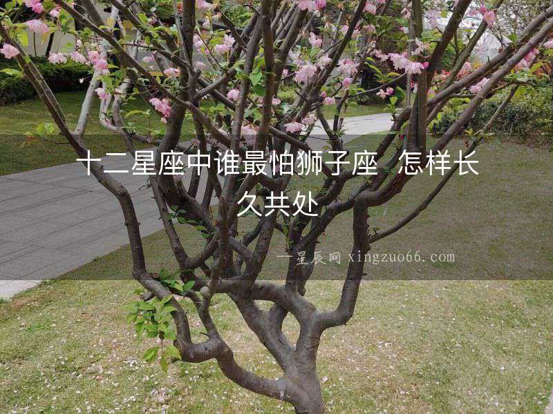 十二星座中誰(shuí)最怕獅子座  怎樣長(zhǎng)久共處